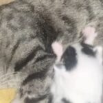 Sharon Horgan Instagram – Bad Sisters NY and Kitten content
@appletvplus
@mermantvfilm
#badsisters
#theprick
#mammy