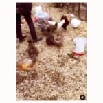 Sharon Leal Instagram - silky cannibal chicks. new band name oatmeal for breakfast
