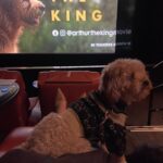 Shelby Simmons Instagram - At the premiere of @arthurthekingmovie with the best companions a girl could ask for! 🐾💖 @lionsgate #Tribe #ArthurTheKing