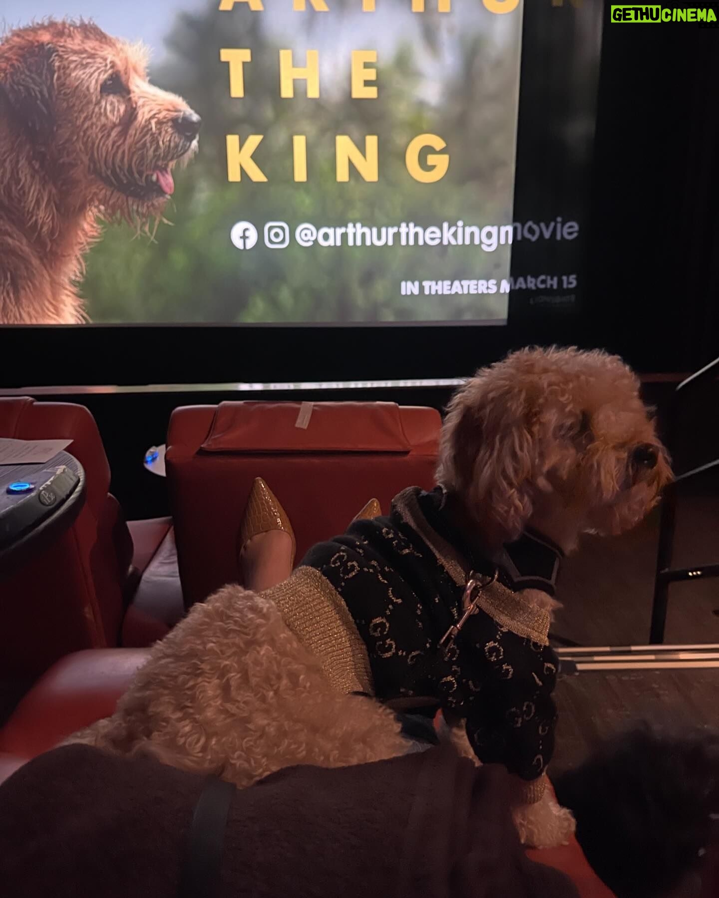 Shelby Simmons Instagram - At the premiere of @arthurthekingmovie with the best companions a girl could ask for! πΎπ @lionsgate #Tribe #ArthurTheKing