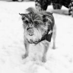 Shenae Grimes-Beech Instagram - Snow day photo dump ❄️ We made it back to Tennessee just in time for it to turn into a winter wonderland!! 📸 by my talented husband who’s gonna offer mini 20 minute photo sessions to local families, creators and businesses tomorrow before the snow’s gone. If you’re in or nearby Franklin/Nashville and want to capture some sweet snowy moments, DM @photosbybeech to book in — he’s running a locals promo for tomorrow and Wednesday!
