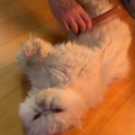 Shi Shi Instagram - JAN FEB= a beautiful? chaos