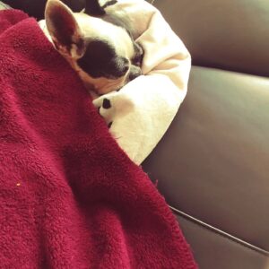 Shin Bong-sun Instagram - 갱이가 누워있을때면 살금살금 다가가 갱이를 찍어댔고 결국 못참고 들어올렸다.
갱이는 두툼한 몸을 기대며 안겨 있었다.
두툼한 궁뎅이를 투둥투둥 두들기며 졸린 갱이를 안고 창가로 가서 갱이에게 주저리 주저리 떠들어 대곤했다.
몇 일전엔 갱이를 안는 꿈을 꿨다..
꿈에서도 꿈인줄 아는 나는 울면서 잠을 깻다..
오랜만에 두둥실한 갱이의 엉덩이를 느낄수 있어서 참으로 좋았다