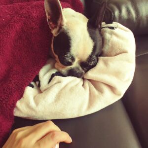 Shin Bong-sun Instagram - 갱이가 누워있을때면 살금살금 다가가 갱이를 찍어댔고 결국 못참고 들어올렸다.
갱이는 두툼한 몸을 기대며 안겨 있었다.
두툼한 궁뎅이를 투둥투둥 두들기며 졸린 갱이를 안고 창가로 가서 갱이에게 주저리 주저리 떠들어 대곤했다.
몇 일전엔 갱이를 안는 꿈을 꿨다..
꿈에서도 꿈인줄 아는 나는 울면서 잠을 깻다..
오랜만에 두둥실한 갱이의 엉덩이를 느낄수 있어서 참으로 좋았다