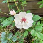 Shinobu Otake Instagram - ジャクリーヌが、次々に花を咲かせてくれています。 若くして亡くなった天才的なチェロ奏者だったジャクリーヌデュプレから取ったというのが、その名の由来。 いつもお花見るたびに会ったことも、その音色も聴いたこともないのに、ジャクリーヌの姿を思い浮かべてしまいます。 素敵だなあ。 蛍袋のお花。 蛍がそこに入ったら可愛いく、光るねと、教えてくれたのはお庭でいつもお世話になっているアトリエcabaneの高橋さんです。 可愛いなあ。 そんなこと起きないかなあ。 #atelier cabane #大竹しのぶ