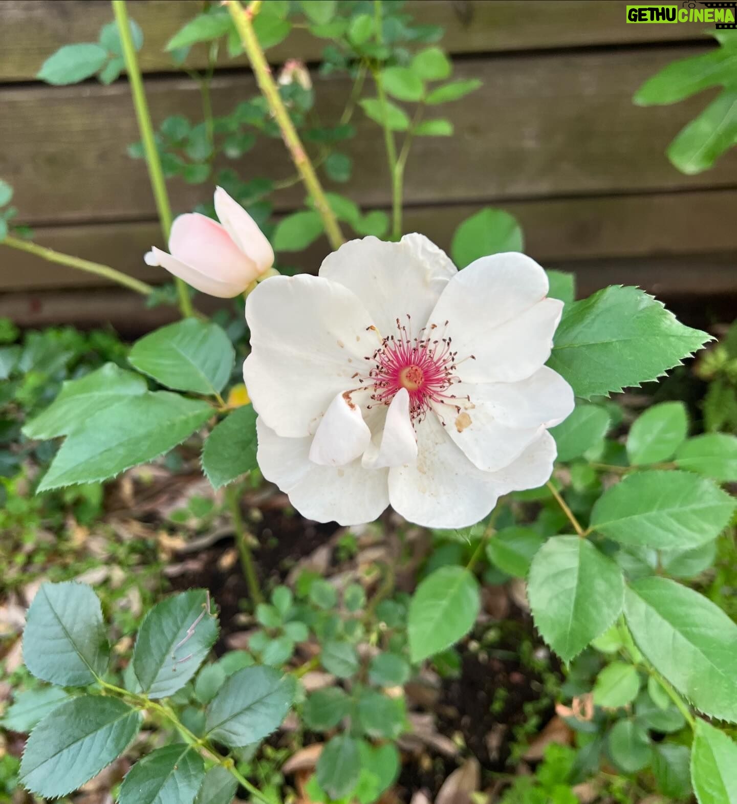Shinobu Otake Instagram - ジャクリーヌが、次々に花を咲かせてくれています。 若くして亡くなった天才的なチェロ奏者だったジャクリーヌデュプレから取ったというのが、その名の由来。 いつもお花見るたびに会ったことも、その音色も聴いたこともないのに、ジャクリーヌの姿を思い浮かべてしまいます。 素敵だなあ。 蛍袋のお花。 蛍がそこに入ったら可愛いく、光るねと、教えてくれたのはお庭でいつもお世話になっているアトリエcabaneの高橋さんです。 可愛いなあ。 そんなこと起きないかなあ。 #atelier cabane #大竹しのぶ