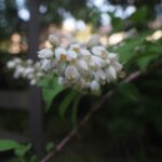 Shinobu Otake Instagram - ジャクリーヌが、次々に花を咲かせてくれています。 若くして亡くなった天才的なチェロ奏者だったジャクリーヌデュプレから取ったというのが、その名の由来。 いつもお花見るたびに会ったことも、その音色も聴いたこともないのに、ジャクリーヌの姿を思い浮かべてしまいます。 素敵だなあ。 蛍袋のお花。 蛍がそこに入ったら可愛いく、光るねと、教えてくれたのはお庭でいつもお世話になっているアトリエcabaneの高橋さんです。 可愛いなあ。 そんなこと起きないかなあ。 #atelier cabane #大竹しのぶ