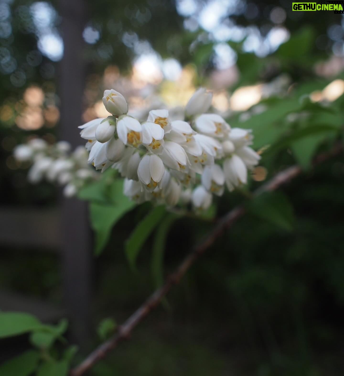 Shinobu Otake Instagram - ジャクリーヌが、次々に花を咲かせてくれています。 若くして亡くなった天才的なチェロ奏者だったジャクリーヌデュプレから取ったというのが、その名の由来。 いつもお花見るたびに会ったことも、その音色も聴いたこともないのに、ジャクリーヌの姿を思い浮かべてしまいます。 素敵だなあ。 蛍袋のお花。 蛍がそこに入ったら可愛いく、光るねと、教えてくれたのはお庭でいつもお世話になっているアトリエcabaneの高橋さんです。 可愛いなあ。 そんなこと起きないかなあ。 #atelier cabane #大竹しのぶ
