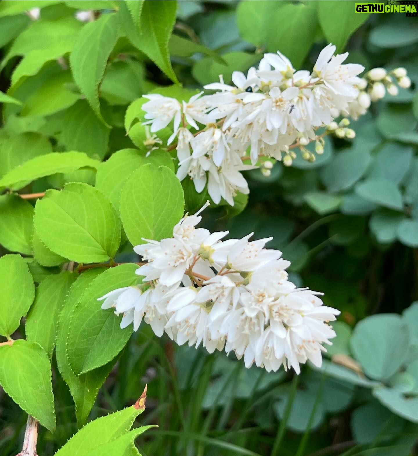 Shinobu Otake Instagram - ジャクリーヌが、次々に花を咲かせてくれています。 若くして亡くなった天才的なチェロ奏者だったジャクリーヌデュプレから取ったというのが、その名の由来。 いつもお花見るたびに会ったことも、その音色も聴いたこともないのに、ジャクリーヌの姿を思い浮かべてしまいます。 素敵だなあ。 蛍袋のお花。 蛍がそこに入ったら可愛いく、光るねと、教えてくれたのはお庭でいつもお世話になっているアトリエcabaneの高橋さんです。 可愛いなあ。 そんなこと起きないかなあ。 #atelier cabane #大竹しのぶ