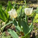 Shinobu Otake Instagram - 十二月に植えた球根や草花が一斉に花開き幸せな朝ですが、今年の元日、あの地震が起き、毎朝、頑張れ、頑張れと、小さく出てきた芽や、葉っぱ達に祈るような気持ちでお水をあげていました。 暖かくなり、花は開いたけれど、、。あれから三ヶ月が過ぎましたね、、、。 コメントありがとうございます。『スウィーニー・トッド』に遠くから観に来てくださった方々、色々な想いで観てくださった全ての方にありがとう‼️ 宮城、川越、大阪も、皆で走り抜けます。 #大竹しのぶ