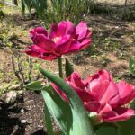 Shinobu Otake Instagram - 十二月に植えた球根や草花が一斉に花開き幸せな朝ですが、今年の元日、あの地震が起き、毎朝、頑張れ、頑張れと、小さく出てきた芽や、葉っぱ達に祈るような気持ちでお水をあげていました。 暖かくなり、花は開いたけれど、、。あれから三ヶ月が過ぎましたね、、、。 コメントありがとうございます。『スウィーニー・トッド』に遠くから観に来てくださった方々、色々な想いで観てくださった全ての方にありがとう‼️ 宮城、川越、大阪も、皆で走り抜けます。 #大竹しのぶ