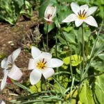 Shinobu Otake Instagram - 十二月に植えた球根や草花が一斉に花開き幸せな朝ですが、今年の元日、あの地震が起き、毎朝、頑張れ、頑張れと、小さく出てきた芽や、葉っぱ達に祈るような気持ちでお水をあげていました。 暖かくなり、花は開いたけれど、、。あれから三ヶ月が過ぎましたね、、、。 コメントありがとうございます。『スウィーニー・トッド』に遠くから観に来てくださった方々、色々な想いで観てくださった全ての方にありがとう‼️ 宮城、川越、大阪も、皆で走り抜けます。 #大竹しのぶ