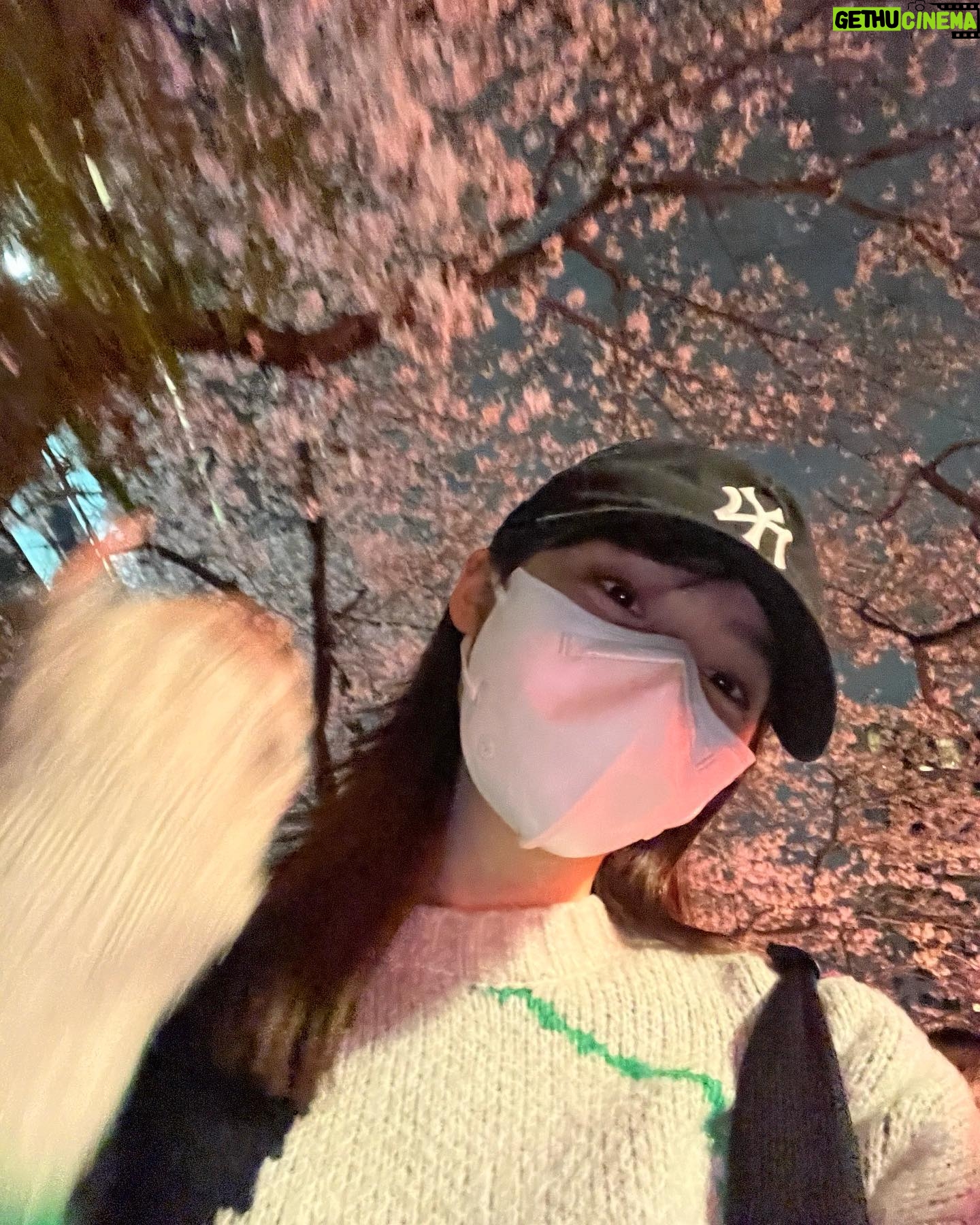 Shiori Akita - 7.6K Likes - ㅤ
夜桜を見に行ってきました〜
きれいだったー!!🌸