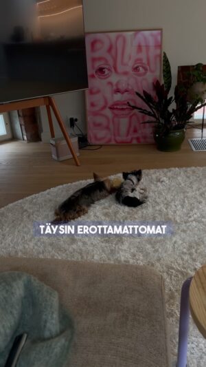 Shirly Karvinen Instagram - Miten Lucin kotiutuminen meni Koti koiralle -ohjelman jälkeen? 🐶💕 

Olipa ihana kattoo näitä vanhoja matskuja ja huomata miten eri koira Luci on nykyää! Vielä on vähä reppana, mut ihan eri tyyppi kun kesällä. 🥹