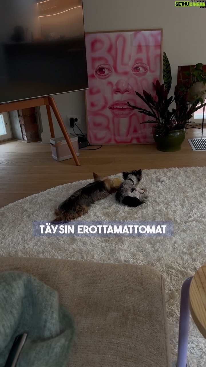 Shirly Karvinen - 3K Likes - Miten Lucin kotiutuminen meni Koti koiralle -ohjelman jälkeen? 🐶💕
Olipa ihana kattoo näitä vanhoja matskuja ja huomata miten eri koira Luci on nykyää! Vielä on vähä reppana, mut ihan eri tyyppi kun kesällä. 🥹