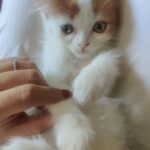 Shivani Tomar Instagram - Simba