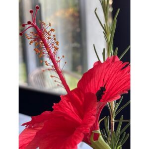 Shizuka Ishibashi Instagram - 💡最近の発見💡

・出し惜しみしない
「これをもらったからこれだけ返す」とか対価ではないやりとり　その方が返ってこなくてもあげた喜びだけが残る
・疲れすぎないこと
心と身体が疲れすぎてると自分にも人にも良いことがない
・人のせいにしない
最終決定を自分でしないといつまでも後悔が残る　腹を括ると新しいパワーが出てくる

😽
自然と人にいろんなことを教えてもらった8月でした。
あと、踊ることは素晴らしいことだ。

☀️