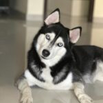 Shruti Reddy Instagram - My baby cute 🐺NALA 🤍 . . . . . #husky #nala #dogsofinstagram