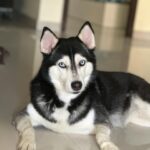 Shruti Reddy Instagram - My baby cute 🐺NALA 🤍 . . . . . #husky #nala #dogsofinstagram