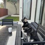 Shruti Reddy Instagram - My cute self time! 🤍🤍🤍 🐺NALA 🤍 #husky #huskylove #huskylovers #huskies #huskylife #nala