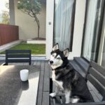 Shruti Reddy Instagram - My cute self time! 🤍🤍🤍 🐺NALA 🤍 #husky #huskylove #huskylovers #huskies #huskylife #nala