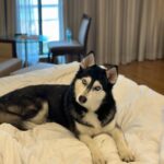 Shruti Reddy Instagram - My cute self time! 🤍🤍🤍 🐺NALA 🤍 #husky #huskylove #huskylovers #huskies #huskylife #nala