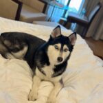 Shruti Reddy Instagram - My cute self time! 🤍🤍🤍 🐺NALA 🤍 #husky #huskylove #huskylovers #huskies #huskylife #nala