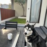 Shruti Reddy Instagram - My cute self time! 🤍🤍🤍 🐺NALA 🤍 #husky #huskylove #huskylovers #huskies #huskylife #nala