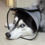 Shruti Reddy Instagram - My baby cute 🐺NALA 🤍 . . . . . #husky #nala #dogsofinstagram