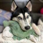 Shruti Reddy Instagram - My baby cute 🐺NALA 🤍 . . . . . #husky #nala #dogsofinstagram