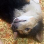 Shweta Gulati Instagram - I love you !💕 Adopt don’t shop !!! 🐾