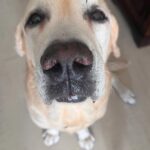 Shweta Gulati Instagram – To my lifelines…. I love you !!! 

On national pets day I urge you all to adopt an indie. All my babies are rescued and adopted, my lab is rescued from a breeder, bhalu a border collie indie mix is rescued from film city after being beaten up with gashes on his face and a broken front leg, and my girl Bella from the streets of Powai. 

The compassion I see in my indie Bella is unmatched, with stronger immunity, great agility, low maintenance, less demanding and lots of lots of kisses. 😍

Most breeders in our country keep the dogs in very poor condition, almost torture them to breed n then discard them when the dog is of no use to them. 
If you are a true animal lover before encouraging these ruthless breeders, do think about adopting our street kids and give them a loving home. 

#nationalpetday #babiesnotpets #furbabies #mylove #mylife