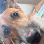 Shweta Gulati Instagram – Ok so this is brownie… 
A semi paralysed indie that lives down the road. 
Some women had found him hit by a car over a month ago. Nice of them to nurse his basic wound, feed and deworm him. ❤️

And then I found him…. 
First thing took him to the vet got his X-ray done, and got to know that he’s lost his chance of recovery coz he was brought in too late. 
@aarf_official saw my story of brownie and told me to put him in Sonu foster care in malad and do Lep therapy that they usually do in such cases. There is bleak chance he may recover which I was ready to take. 
So we started his therapy but he shows no major sign of improvement. 
Finally neutered him yesterday and sent him back to the foster care for his post surgery recovery will eventually bring him back to where he actually belongs. 
Brownie has finally lost his manhood 🤣 and is recovering well. He should be back here in a weeks time n I cannot wait for my friends who’ve been keep a checking on his improvement to come n meet this kind, loving innocent kid. @ramonasworld ❤️

Though living on the streets, he will be taken care of for good now on. :)) 

All these street kids need from us is love and compassion. 
Please please be kind to animals and give them the necessary medical aid in time. So that they can live a healthy happy life unlike brownie who is now paralysed forever. 
I wish I’d seen him sooner. 

There are times I feel I wish i could give each of these street kids a better life. But then I tell myself … 1 kid at a time Shweta… 1 kid at a time.