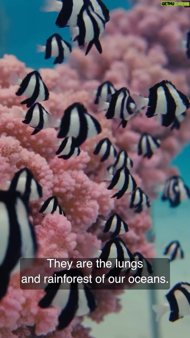 Siena Agudong Instagram - “…for 3 days of competition, we could have destroyed one of the most important ecosystems on the planet…” — @toutiess Mahalo to the @coralgardeners team for sharing this message in support of saving Teahupo’o from the impending construction plans in preparation of the 2024 Paris Olympics. Please spread the word to urge authorities to move forward in keeping a wooden tower versus constructing one of an aluminum build—a direction that would surely impact the beloved fragile reef in Teahupo’o. 🪸 ~ It is important to remember that this isn’t just about the olympics; movements like this remind authorities of the presence and pressure of public eye; we value, expect, and deserve transparency in the decisions they make: the future of Teahupo’o, being one. @saveteahupoo 🌎💛🌊