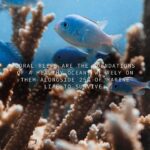 Siena Agudong Instagram - @coralgardeners 🖤 donate. adopt. share.