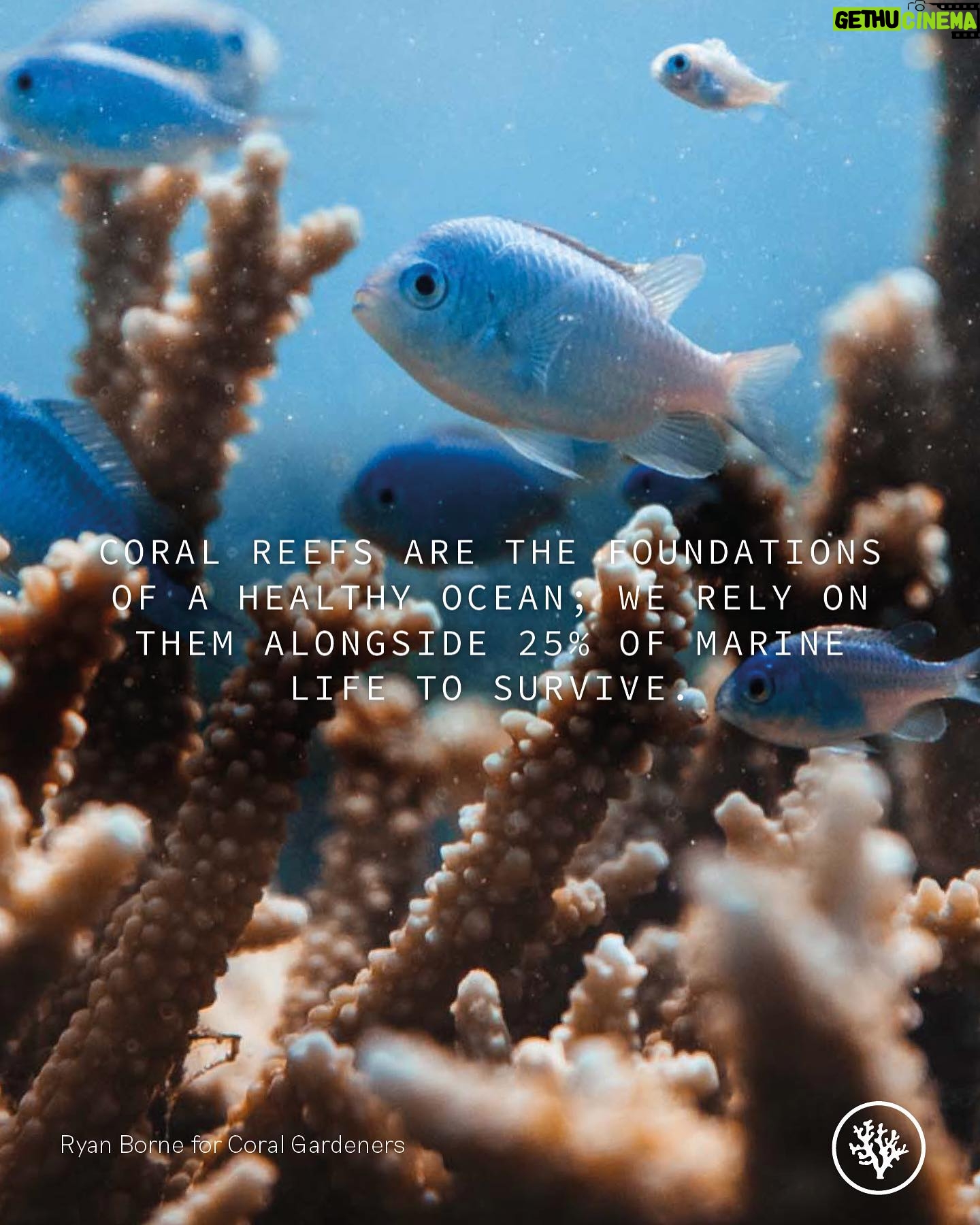 Siena Agudong Instagram - @coralgardeners 🖤 donate. adopt. share.