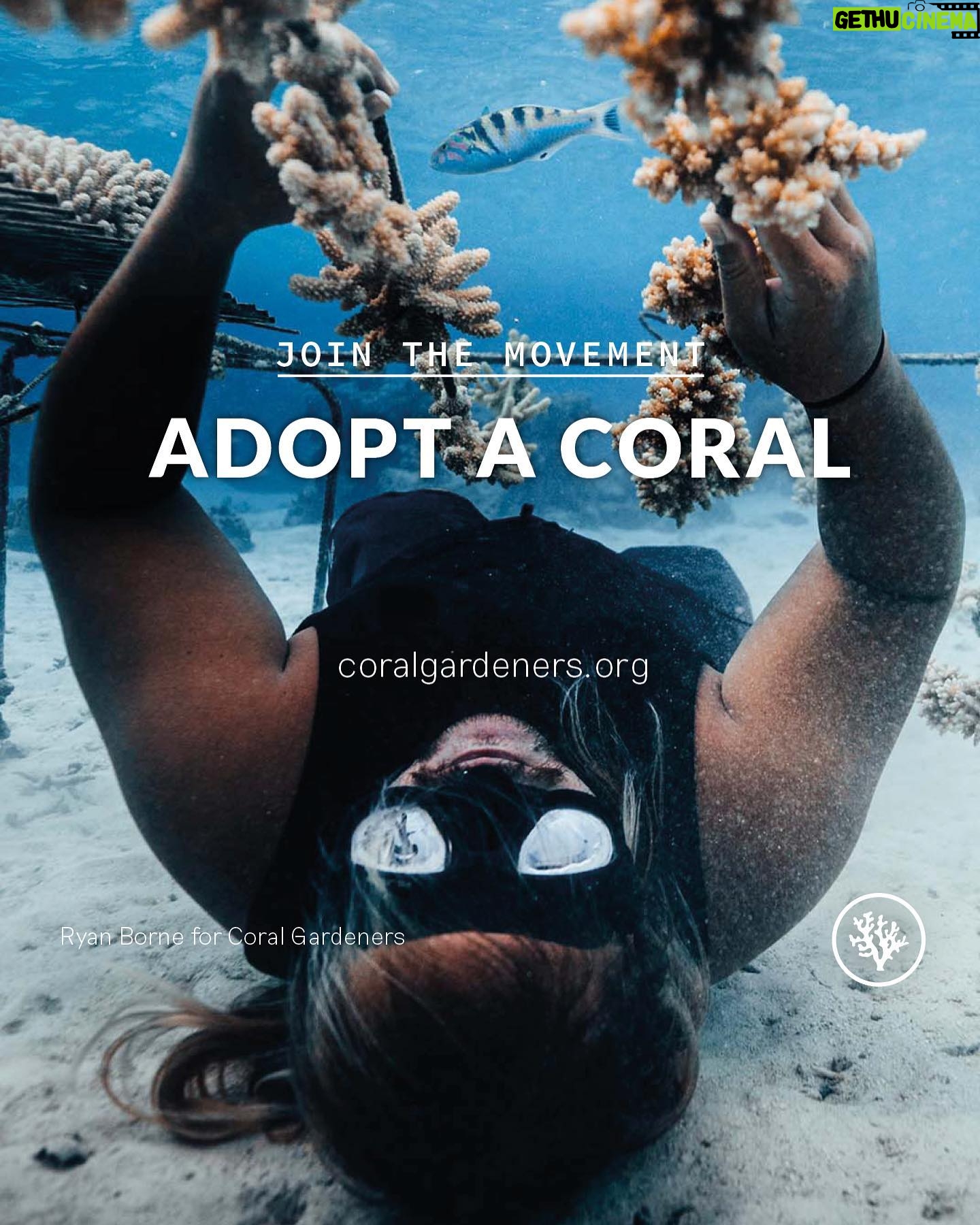 Siena Agudong Instagram - @coralgardeners 🖤 donate. adopt. share.