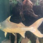 Sierra McCormick Instagram - Went to Chicago, saw some cool fish, took some dumb selfies, ate some good food, saw some cool theater, got pelted by the wind.
