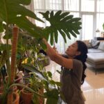 Sigi Wimala Instagram – Pulang abis traveling langsung ngurus tanaman. #crazyplantlady #crazyplantmom