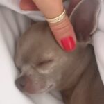 Simona Krainová Instagram – Pásmová nemoc krutě zasáhla všechny členy moji rodiny😀Jen já nemůžu spát🙄to bude asi tou infuzí včera☝️👽👽👽že? @yesvisage.cz 😎btw debata pod včerejším příspěvkem kde mám kanylu v ruce je opět výživná🫣takže abych zastavila všechny konspirační teorie☝️dávka obsahovala prosecco,trochu vodky,xanax,krev mimozemšťanů a bílé lanýže😉samozřejmě přidáme vaši oblíbenou ingredienci na vyžádání..🤟