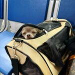 Simona Krainová Instagram – Často mi píšete,jak cestujeme s našima čivavíma holčičkama☝️🐶no normálně letadlem😂🫣🤓 dělám si prdel,to je můj humor při cestovní horečce😳zabalit totiž pět kufrů,dvě děti,dva psy,manžela,nikoho neztratit cestou a celý ten chaos,kravál a stres,který provází naše přesuny z jednoho domova do druhýho na opačnym konci světa je fakt vyčerpávající..a právě díky za ty psí holčičky,který celý let prospí,cestujou vždy v jedný tašce,protože se do ni vejdou obě,váží dohromady jen 2,5kg takže se s nima ani neutaháme a na záchod chodíme s plenkou na letišti😎tak snad jsem na vše odpověděla..musím letět,další dotazy do DM🤗💋vidíme se v Praze🤟✈️