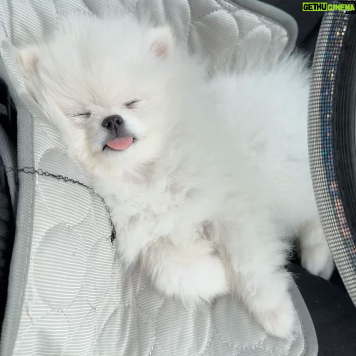Simonna - 3 Likes - Do you have personal driver? Mhm⦠thatās called livinā yāallšš
