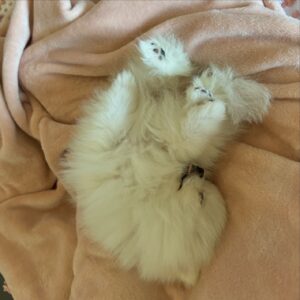 Simonna Instagram - You just look at this sweet sleeping beauty 😭💖I can’t how funny and adorable my little girl @pombossy is😭😍🙆🏼‍♀️
I’m absolutely in love🥹😍 #naptime #sleep 🌙✨😴 💤 
#pomeranian #bossy #teacup #pomeranianpuppy #puppy #dog #dogsofinstagram