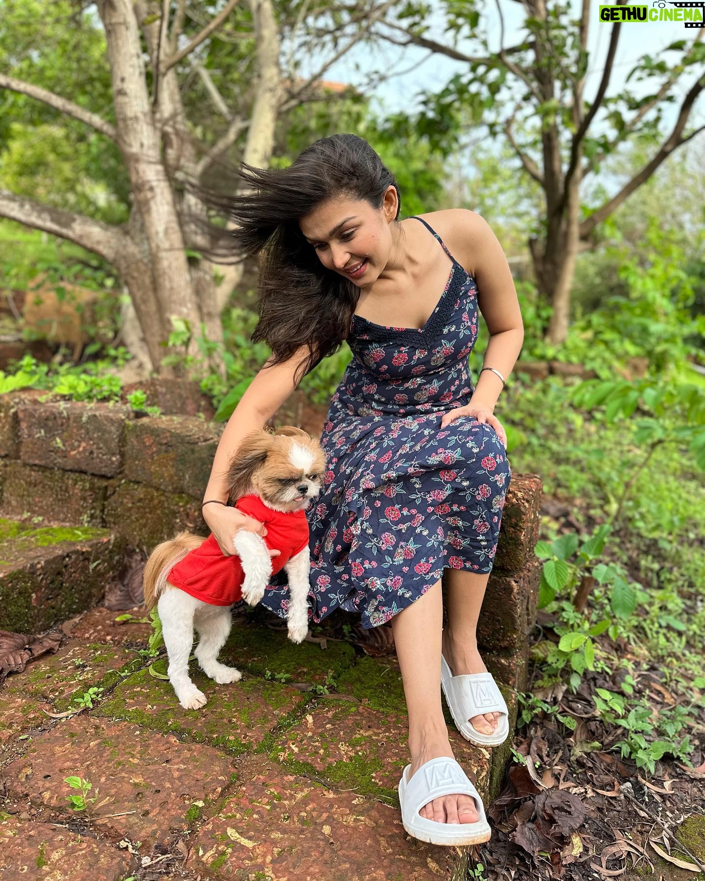 Simran Kaur Hundal Instagram - They are saying it’s #internationaldogday for me it’s every day as this little love bug is by my side @oliveakatidi my love ❤️ I’m truly fortunate 🧿 I have sooooooooo many pictures of Olive 🙈 . . . . . . . . . . . . . . . #internationaldogday #simranhundal #olive #shihtzu #dogsofinstagram #dog #dogs #nationaldogday #puppy #doglovers #dogstagram #instadog #doglife #dogoftheday #doglover #love #puppylove #dogday #puppiesofinstagram #adoptdontshop #dogsofinsta #doggo #pets #instagood #petsofinstagram #ilovemydog #photooftheday #instagram #dogphotography #cute