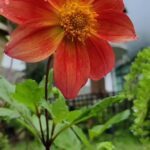 Sindhu Lokanath Instagram – Flower flower which flower do you choose???
.
#sikkim_diaries #flowers #flowersofindia #sikkimblooms #sikkimflowers #beautiful