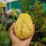 Sindhu Lokanath Instagram - No.. it's not melon, not pears, not peach... It's avocado... Ever seen this colour?? From my garden😛 . #myharvest #mygarden #terracegarden