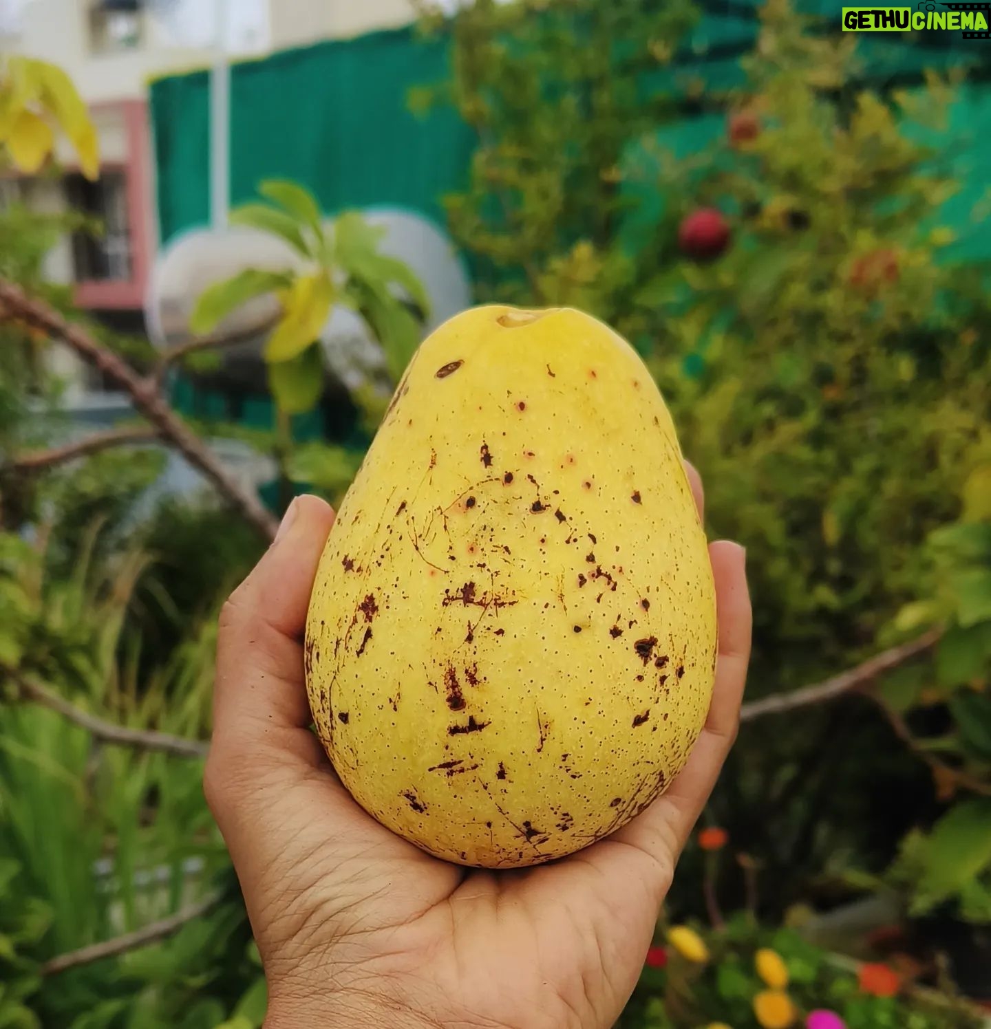 Sindhu Lokanath Instagram - No.. it's not melon, not pears, not peach... It's avocado... Ever seen this colour?? From my garden😛 . #myharvest #mygarden #terracegarden