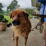 Sindhu Lokanath Instagram – Happiness is dogs ❤️
