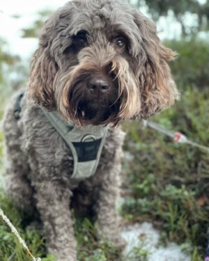 Siri Kristiansen Instagram - Førjul på hytta: to barn, en hund, brønn, snurredass og tusen brikker. Merkelig nok er resultatet zen. Innslag av klikk, men totalt sett zen😎