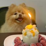 Sisley Choi Instagram - 雙喜臨門🧧人日初七 油生八歲生日！ 今年仲唔發大財?😹🤝🏼 祝各位 龍精虎猛 平安 每事順♥️ #人日快樂 #油嘜菜